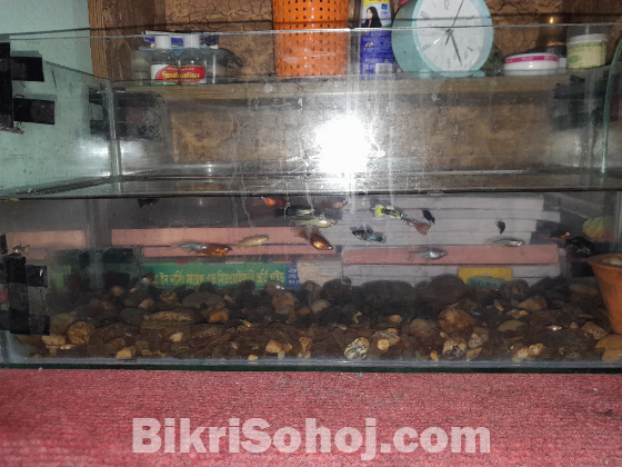 একুরিয়াম সেটাপ